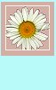 blank button for white daisy floral graphic image happy birthday background set